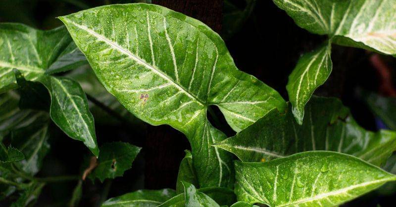 Pixabay/ilham_abitama17